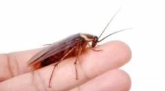 Obične crvenokosi žohare i kako ih se riješiti